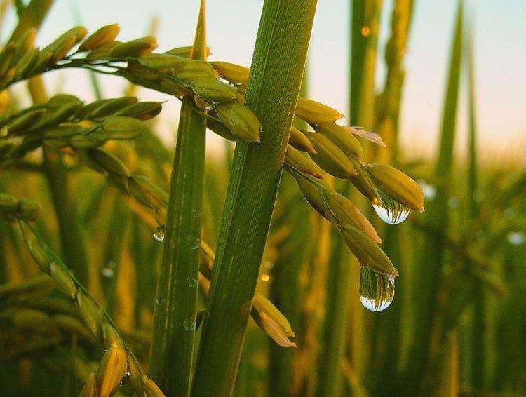 L' Espiga - Casa Rural Deltebre Dış mekan fotoğraf